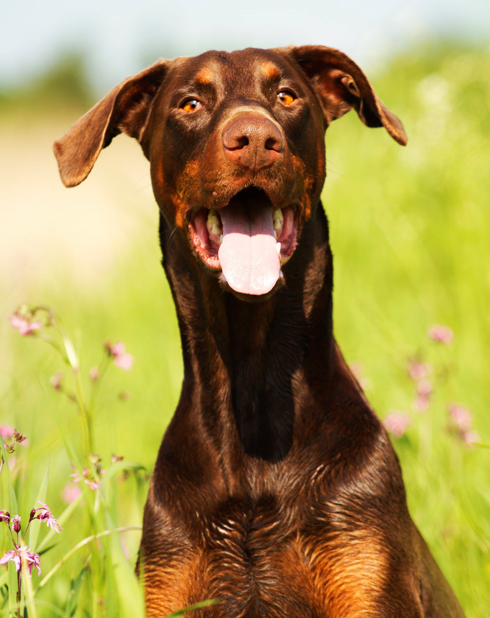 Doberman in field
