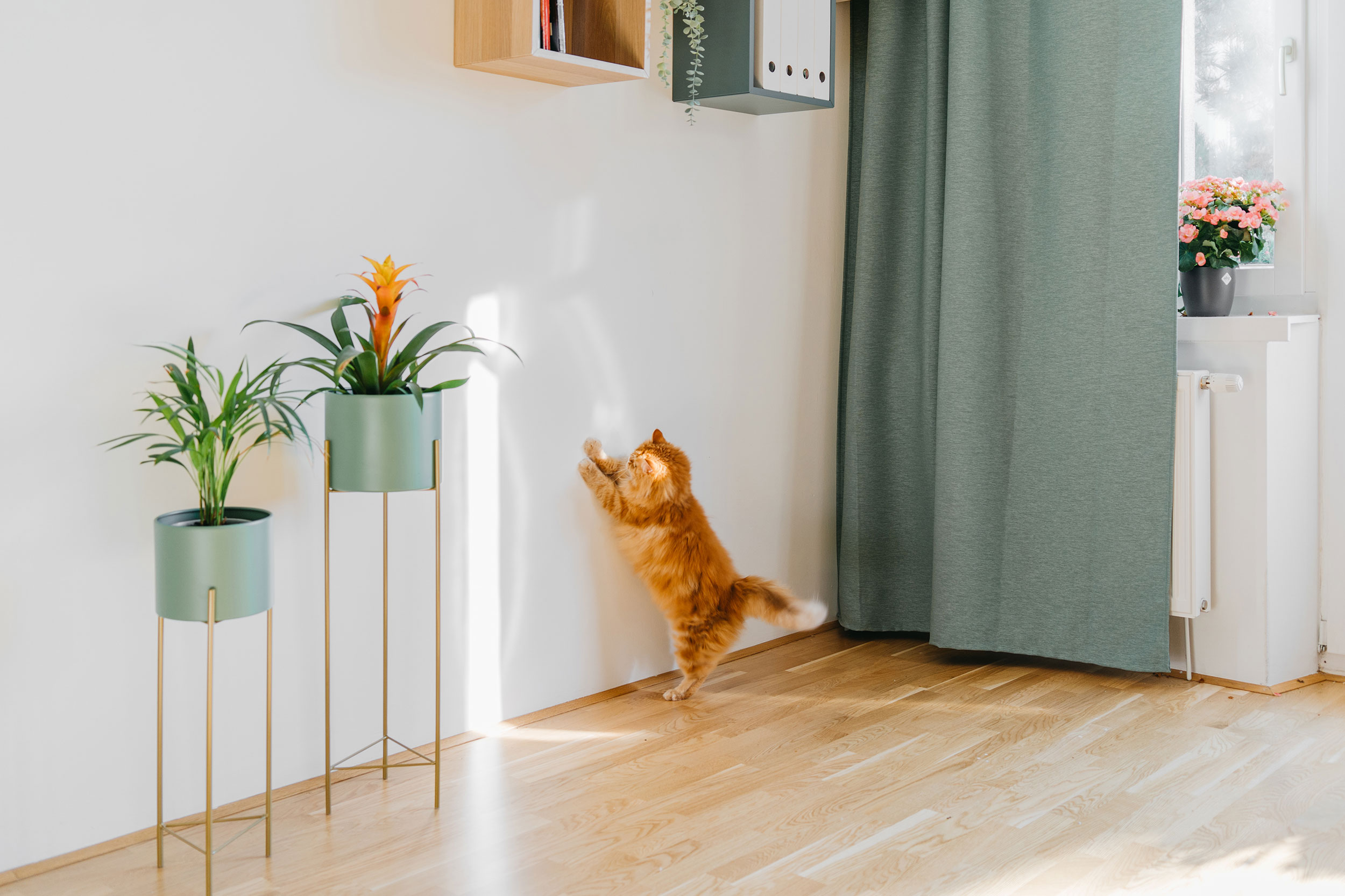 Cat Chasing Light on Wall Next to Plants