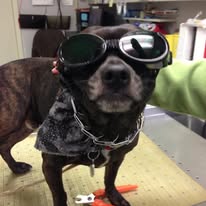 Dog with Glasses