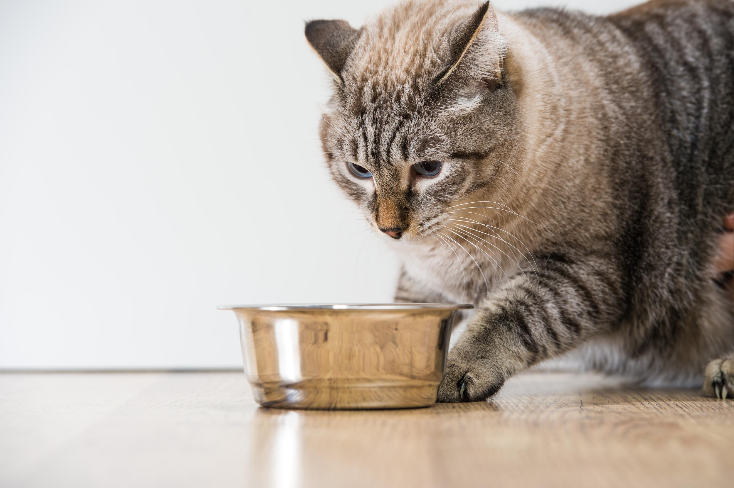 Brown Cat Playing with Food Dish