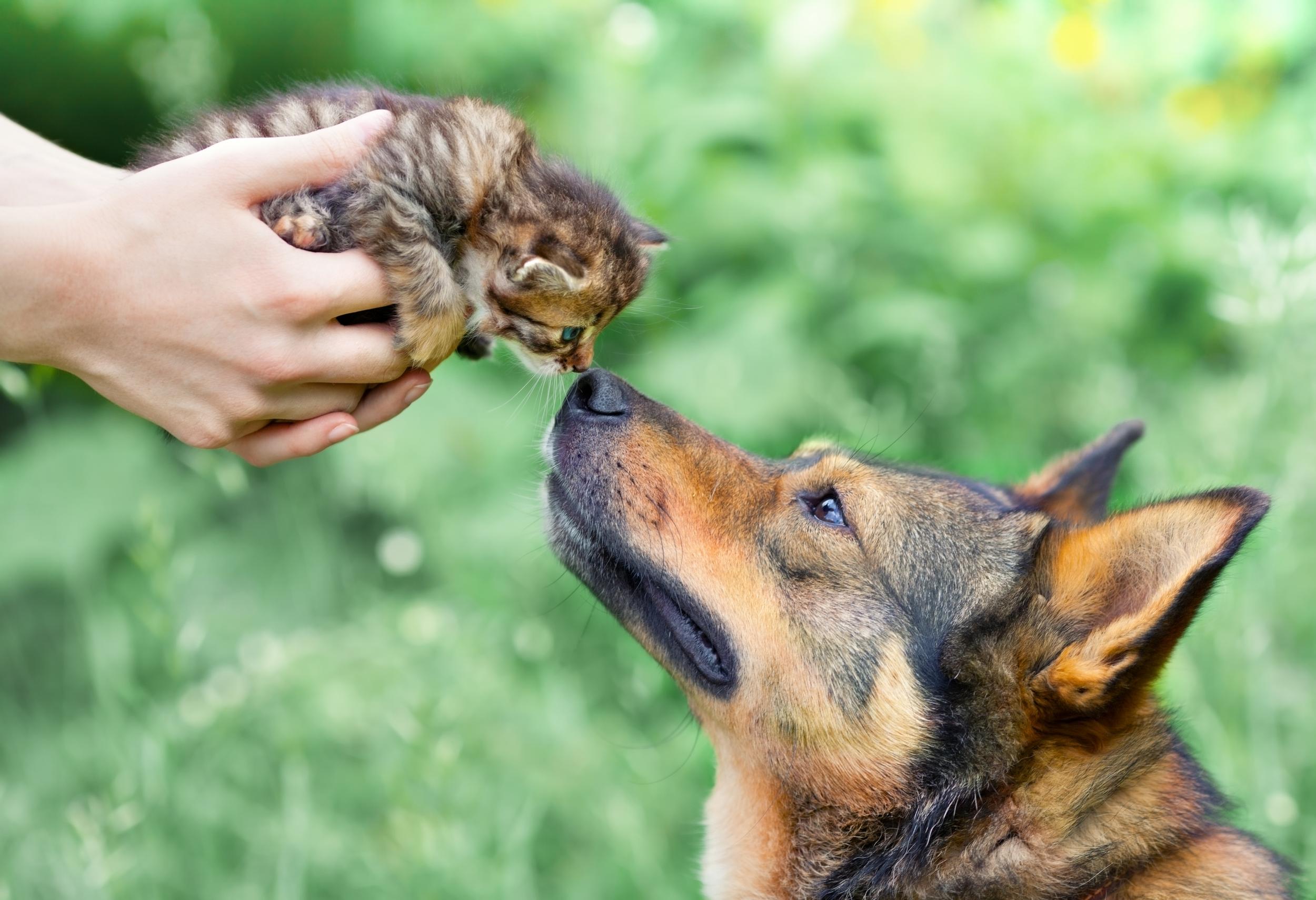 Person Holding Tiny Kitten so Dog Can Sniff It