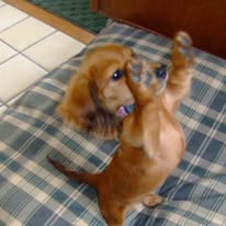 Puppy