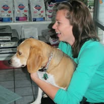 Beagle