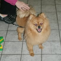 Pomeranian