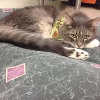 Gray Cat