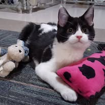 Black and White cat with pillow