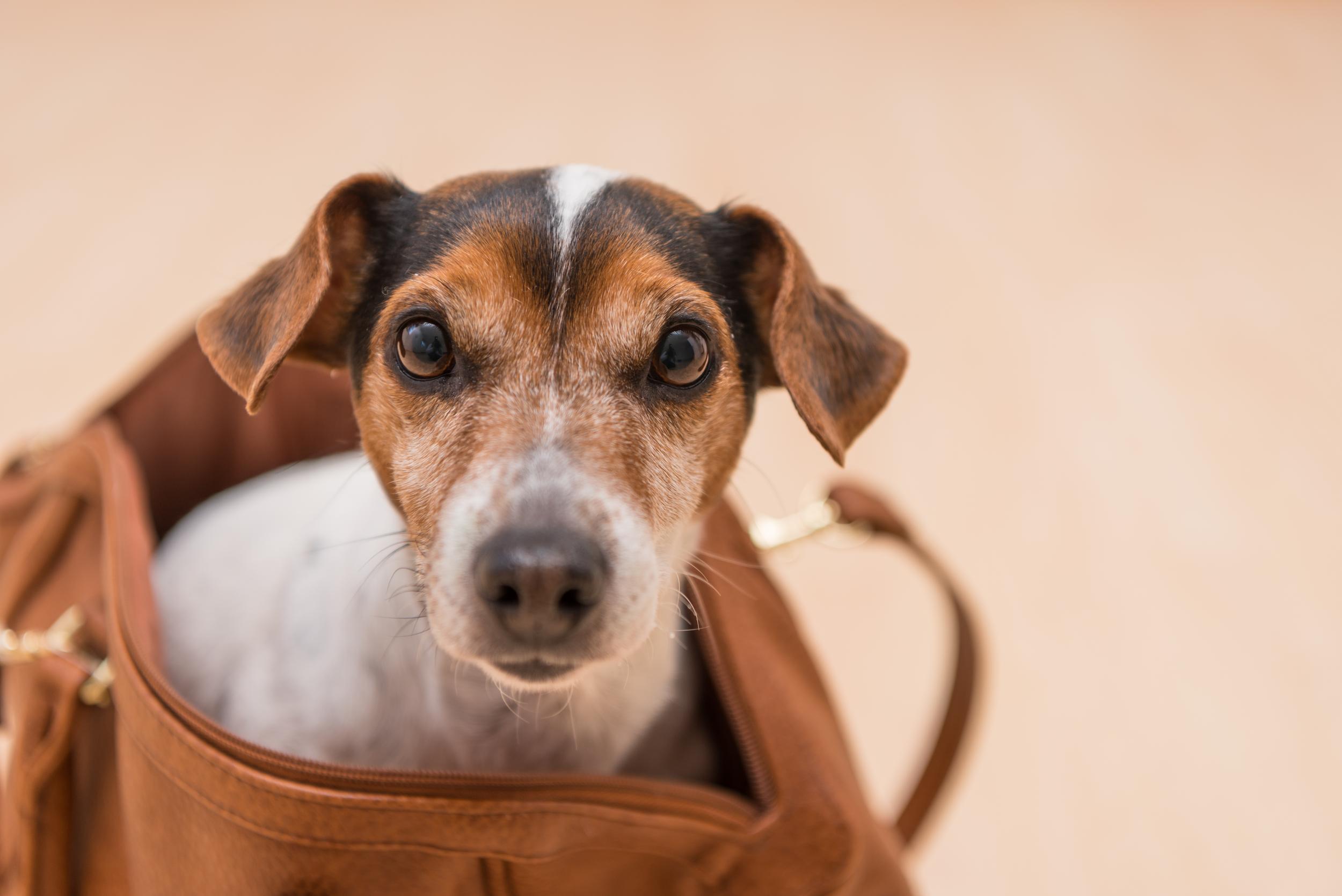 jack russell doggy in a bag