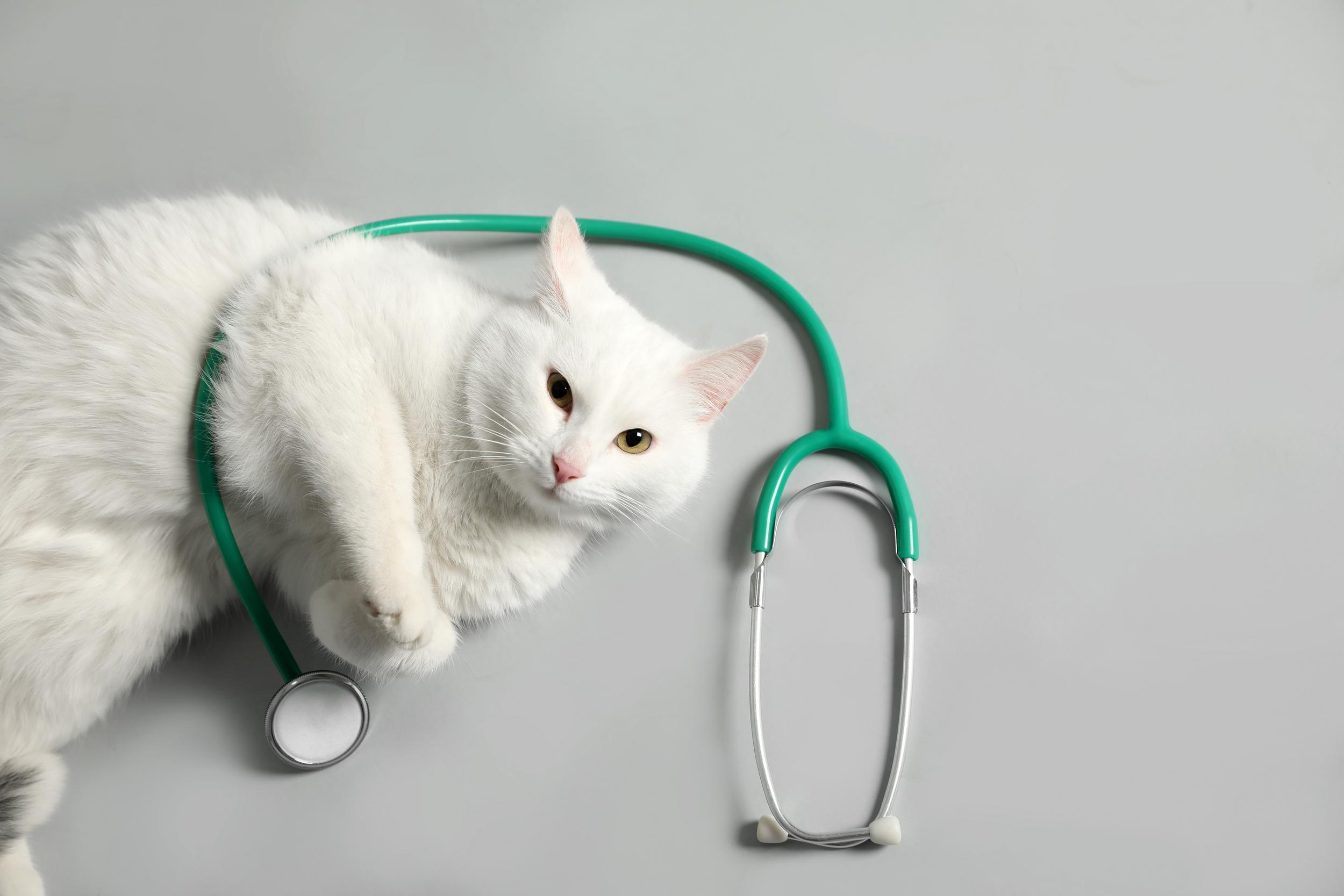 White Cat with Stethoscope
